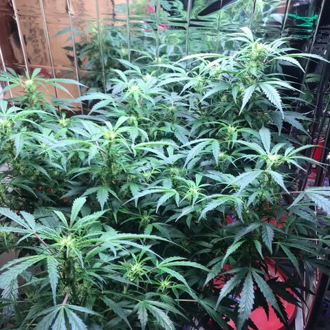 Auto Power Plant growlog timeline photo