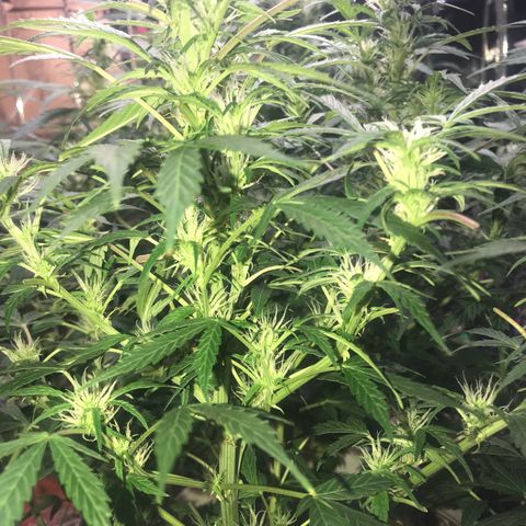 Auto Power Plant growlog timeline photo