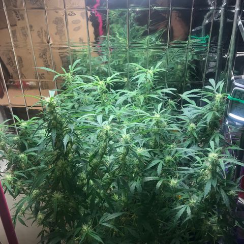 Auto Power Plant growlog timeline photo