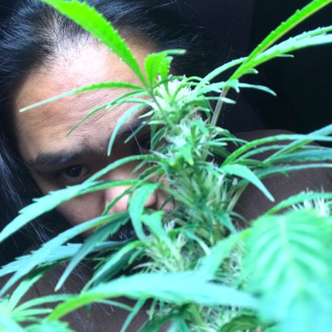 Auto Power Plant growlog timeline photo