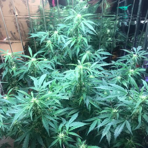 Auto Power Plant growlog timeline photo