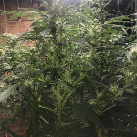 Auto Power Plant growlog timeline photo