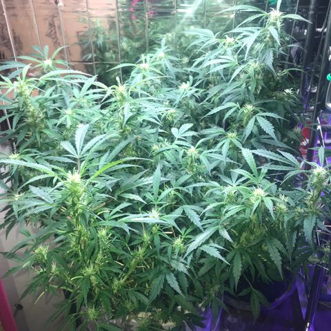 Auto Power Plant growlog timeline photo