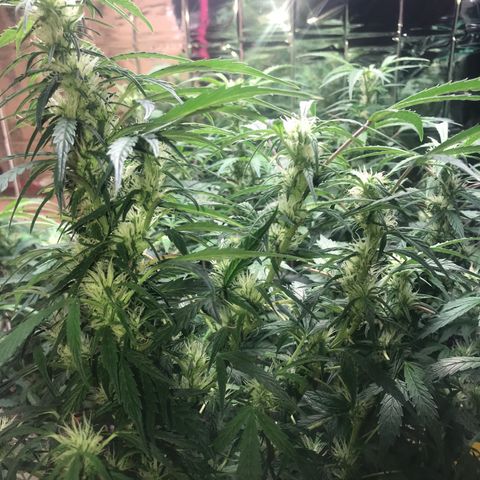 Auto Power Plant growlog timeline photo