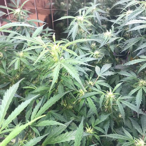 Auto Power Plant growlog timeline photo
