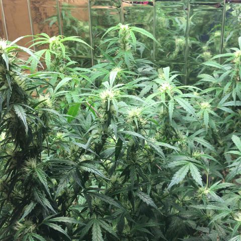 Auto Power Plant growlog timeline photo