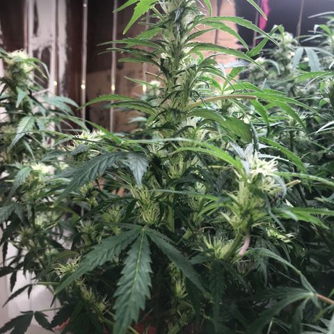 Auto Power Plant growlog timeline photo