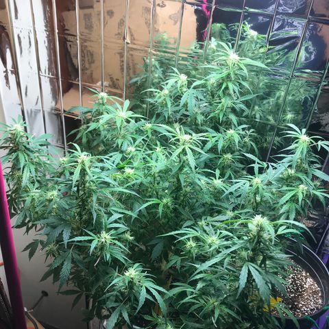Auto Power Plant growlog timeline photo