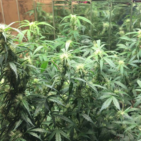 Auto Power Plant growlog timeline photo