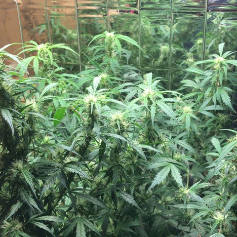 Auto Power Plant growlog timeline photo
