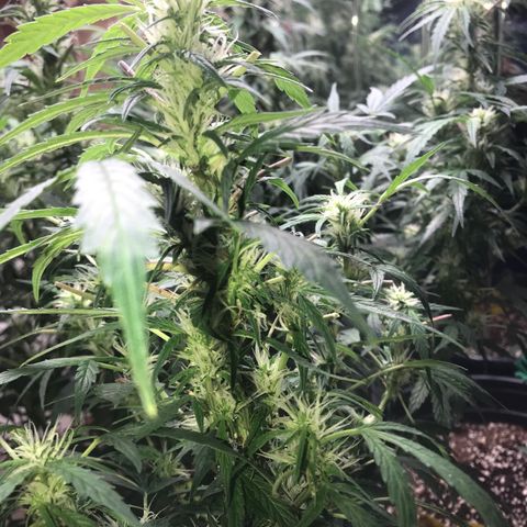 Auto Power Plant growlog timeline photo