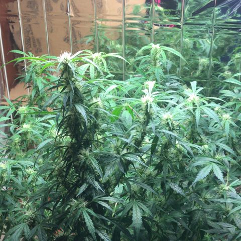Auto Power Plant growlog timeline photo
