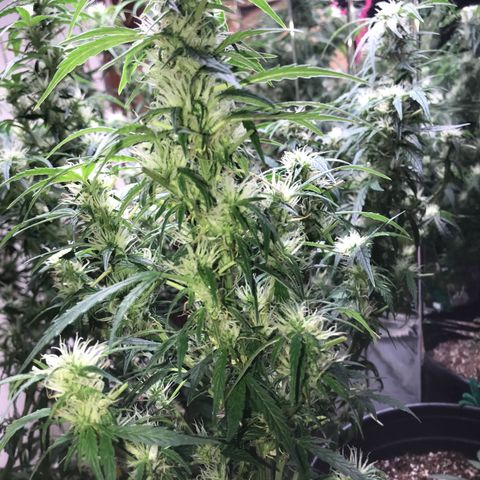 Auto Power Plant growlog timeline photo