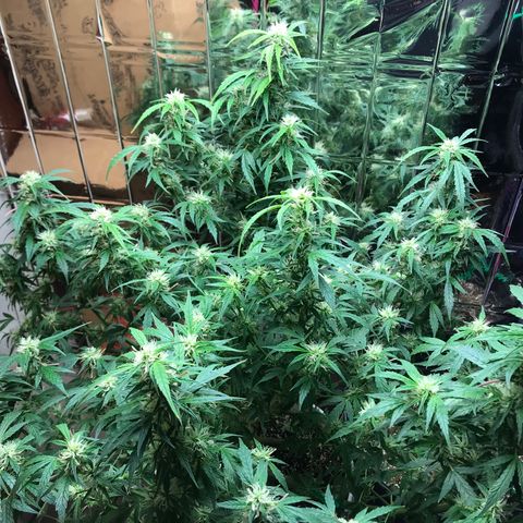 Auto Power Plant growlog timeline photo