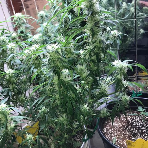 Auto Power Plant growlog timeline photo