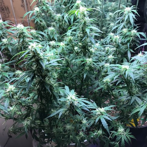 Auto Power Plant growlog timeline photo
