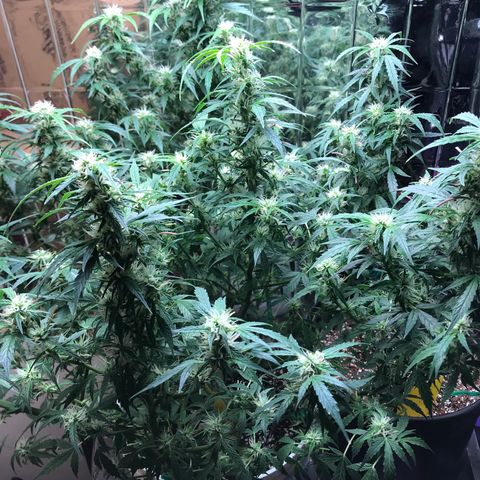 Auto Power Plant growlog timeline photo