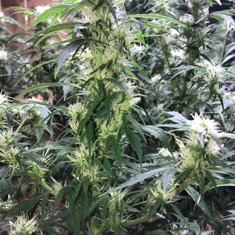 Auto Power Plant growlog timeline photo