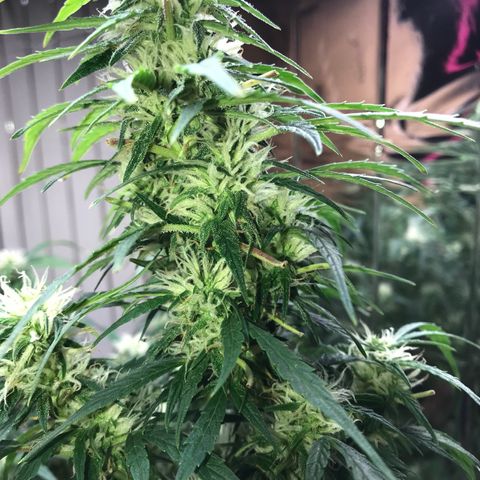 Auto Power Plant growlog timeline photo