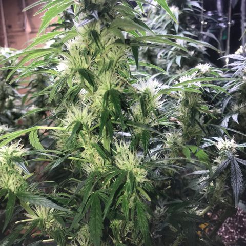 Auto Power Plant growlog timeline photo