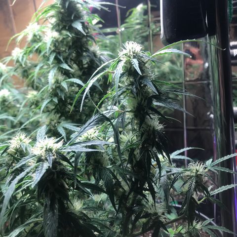 Auto Power Plant growlog timeline photo