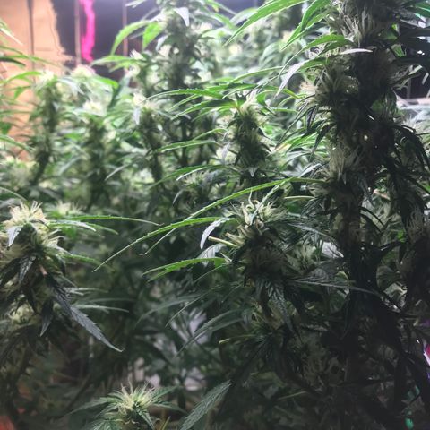 Auto Power Plant growlog timeline photo