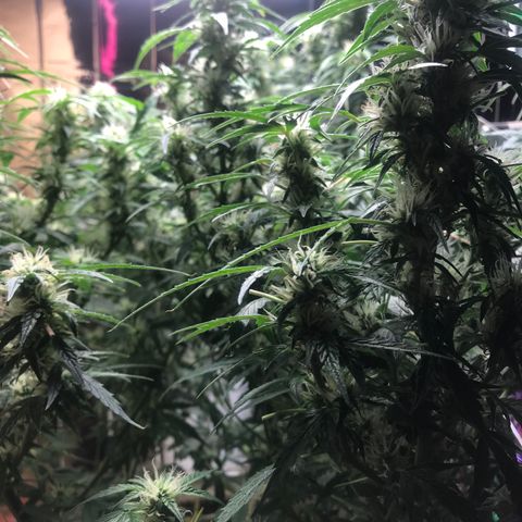 Auto Power Plant growlog timeline photo