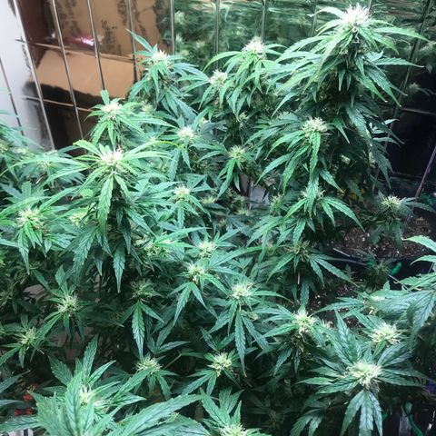 Auto Power Plant growlog timeline photo