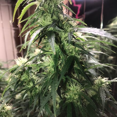 Auto Power Plant growlog timeline photo