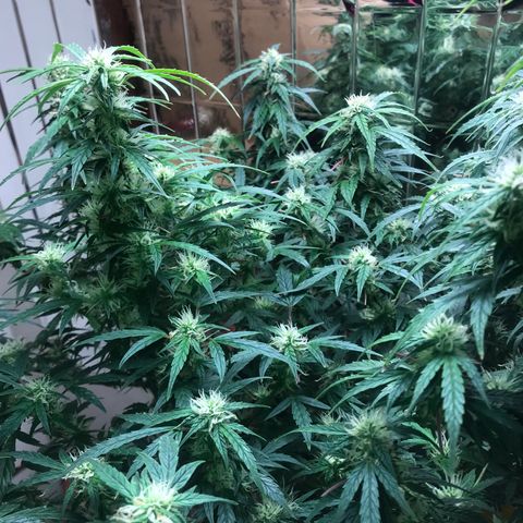 Auto Power Plant growlog timeline photo