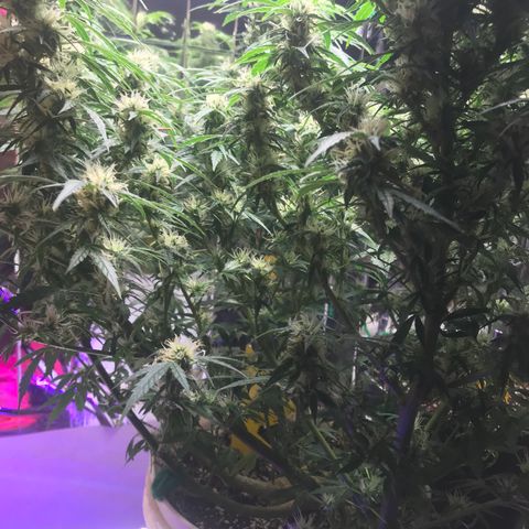 Auto Power Plant growlog timeline photo