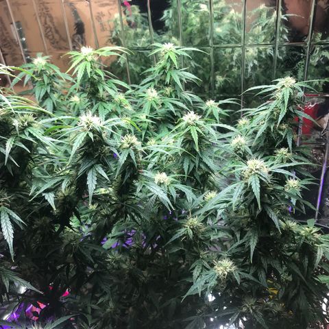 Auto Power Plant growlog timeline photo