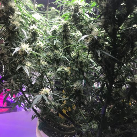 Auto Power Plant growlog timeline photo