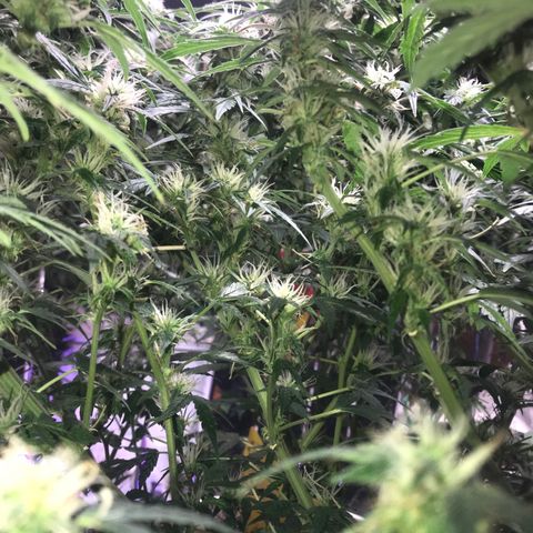 Auto Power Plant growlog timeline photo