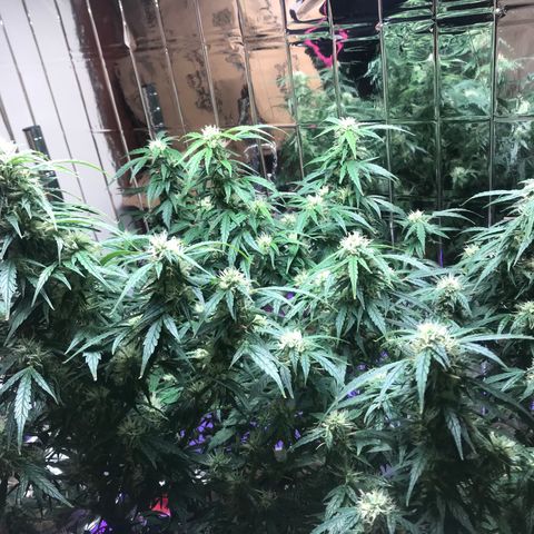 Auto Power Plant growlog timeline photo