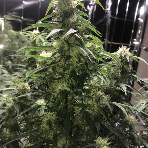 Auto Power Plant growlog timeline photo