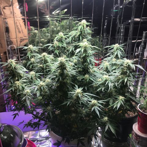 Auto Power Plant growlog timeline photo