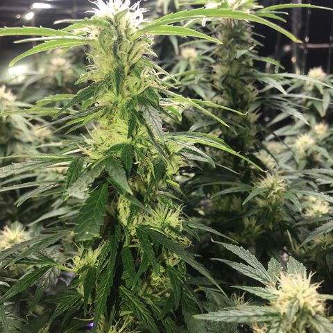 Auto Power Plant growlog timeline photo