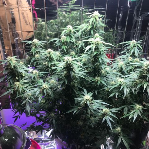 Auto Power Plant growlog timeline photo