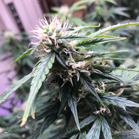 Auto Power Plant growlog timeline photo