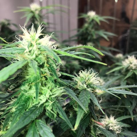 Auto Power Plant growlog timeline photo