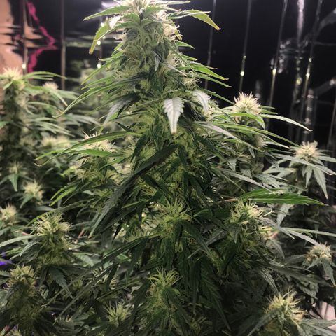 Auto Power Plant growlog timeline photo