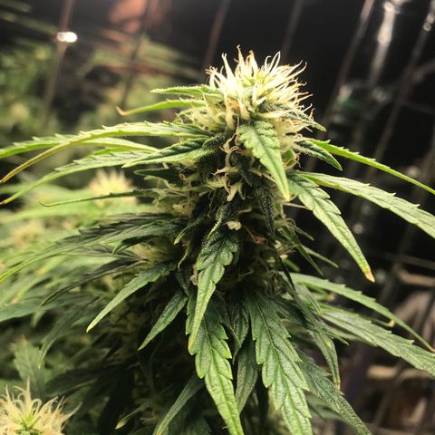 Auto Power Plant growlog timeline photo