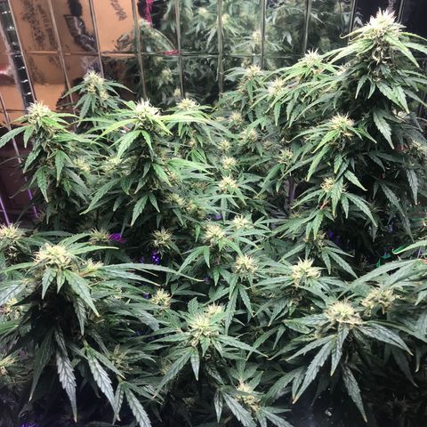 Auto Power Plant growlog timeline photo