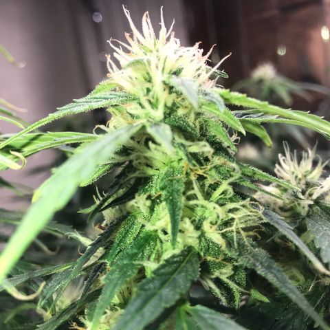 Auto Power Plant growlog timeline photo