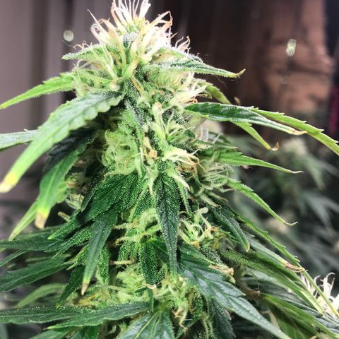 Auto Power Plant growlog timeline photo