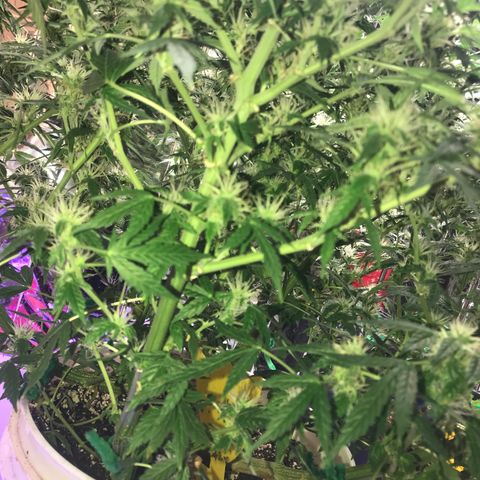 Auto Power Plant growlog timeline photo