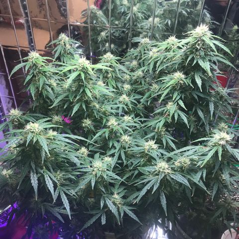 Auto Power Plant growlog timeline photo