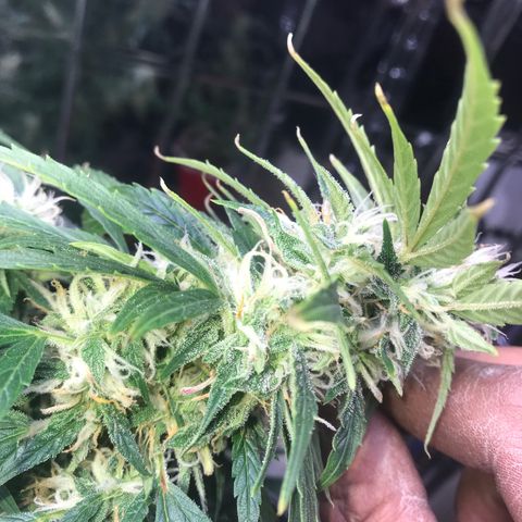 Auto Power Plant growlog timeline photo