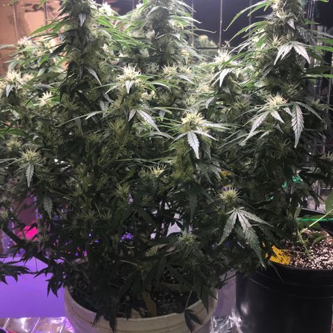 Auto Power Plant growlog timeline photo